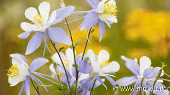 Diese bunten Stauden bieten im Mai schon die volle Blütenpracht