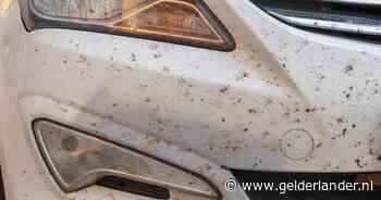 Steeds minder dode insecten op je auto en dat is geen goed teken