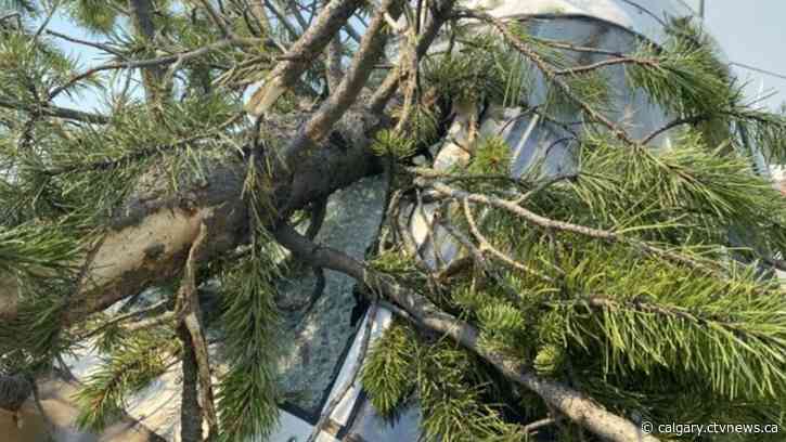 Safety gear, training, helped B.C. wildfire pilot survive crash, safety board says