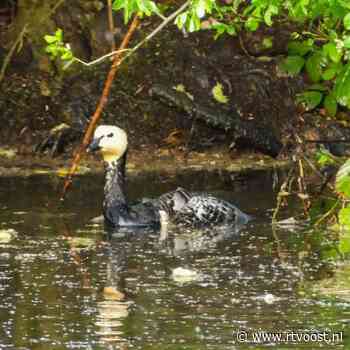 112 Nieuws: Gans in nood gered met brandweerboot in Enschede