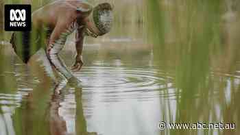 Adani mine could be 'causing environmental harm', say Queensland government officials