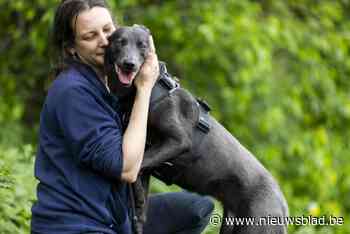 Te oud, geen goed ras of rugzakje: een op vier honden zit langer dan één jaar in Genks dierenasiel