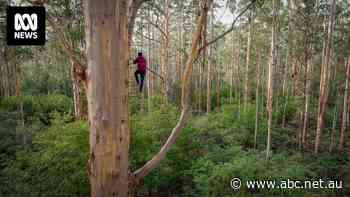Long wait on the cards for WA's giant climbing trees to reopen, despite government funding pledge