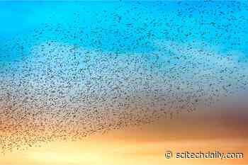 How Do Birds Flock? Researchers Reveal Previously Unknown Aerodynamic Phenomenon