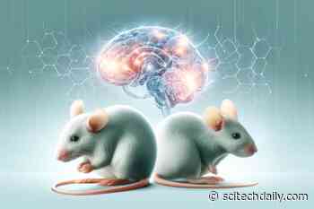 Challenging Our Views of Cognition – New Johns Hopkins Test Reveals That Mice Think Like Babies