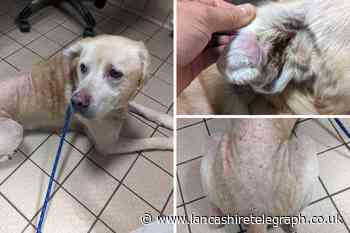 Colne woman banned from keeping animals for five years
