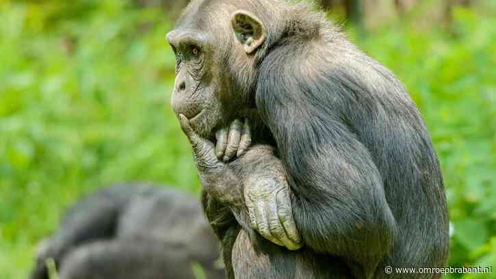 Beekse Bergen verliest chimpansee na dodelijke ruzie met soortgenoten