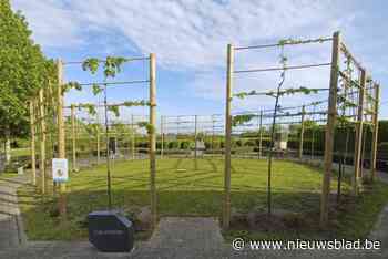 Binnenkort natuurlijke begravingen op stedelijke begraafplaats Knutsegem: “Steeds meer vraag naar”