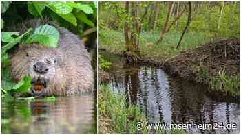 Biber-Burg bei Edling zerstört: Warum dem Täter sogar Gefängnis drohen kann
