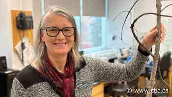 How mapping tree genomes can help plant forests resilient to climate change