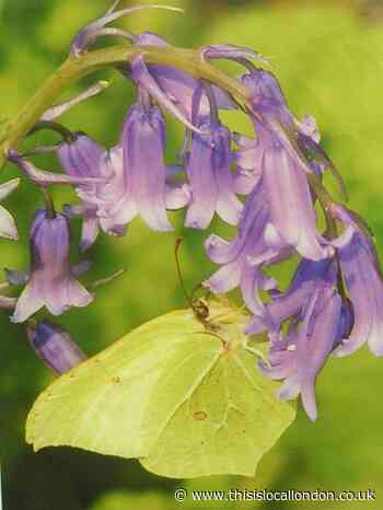 Nature Notes: My favourite flower