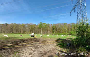 Zebus-Rinder bekämpfen Riesenbärenklau