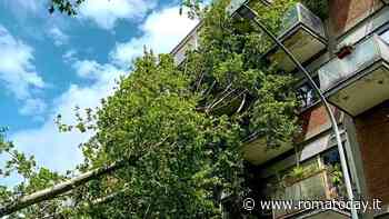 Albero crolla su un palazzo: evacuati tre appartamenti. Danneggiati un'auto e un balcone