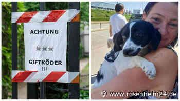 Giftköder-Alarm in der Vagener Au: Familie Ullmann trauert um Mischlingshündin Conny