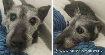 'Lonely and sad' dog Baby looking for new home at grand age of 16