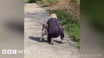 Watch: Moment Shaun Ryder's dog reunited with family