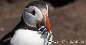 Nature charities 'fully support' fishing ban that could affect North East seabirds