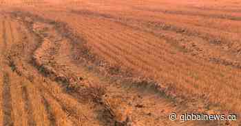 Alberta releases drought response plan, including steps it would take to declare emergency