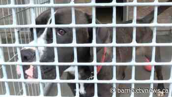 Collingwood animal shelter in midst of ‘canine crisis’