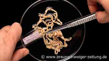 Parasiten: Bandwürmer legen Eier in Gehirn von US-Amerikaner