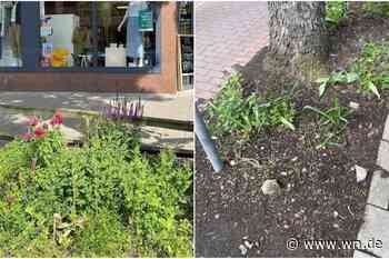 Baumscheiben an der Hammer Straße radikal gepflügt