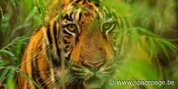 NASA helpt tijgers, jaguars en olifanten beschermen
