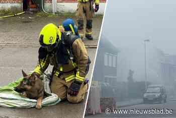 Uitslaande brand in loods met auto’s: brandweer redt hond uit vlammen