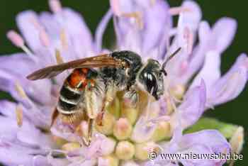 Leerlingen PTS kweken plantjes voor Knautiabij: “Zeldzame soort meer kansen geven”