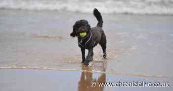 Full list of North East beaches where dogs are now banned until end of September