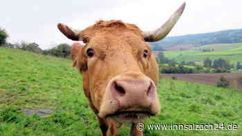 Kühe machen „stark frequentierte“ Straßen rund um Stammham unsicher – Polizei vor Ort