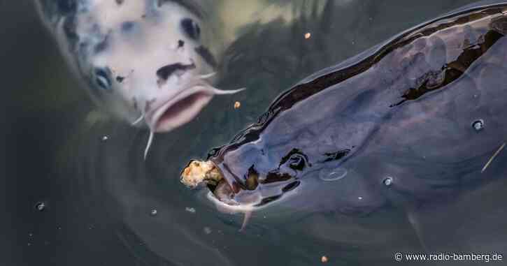 80 Karpfen lebend entsorgt: Tatverdächtiger ermittelt