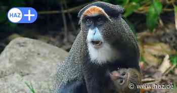 Erlebnis Zoo Hannover: Erstmals Affen-Nachwuchs bei den Brazza-Meerkatzen