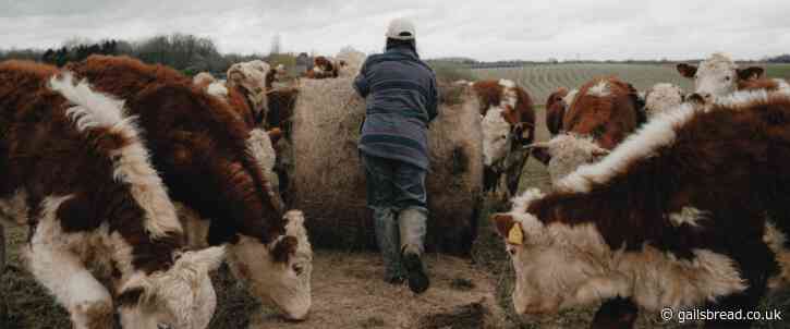 WHEAT PROJECT DIARIES CHAPTER 2: A VISIT TO AMPNEY BROOK FARM