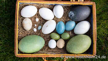 Süchtig nach Eiern: Freak hortet in England tausende Vogeleier