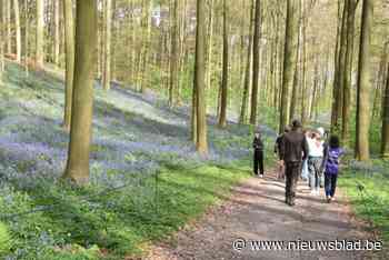 “Geen nieuw bezoekersrecord dit jaar”: regenweer speelde Hyacintenfestival in Hallerbos parten