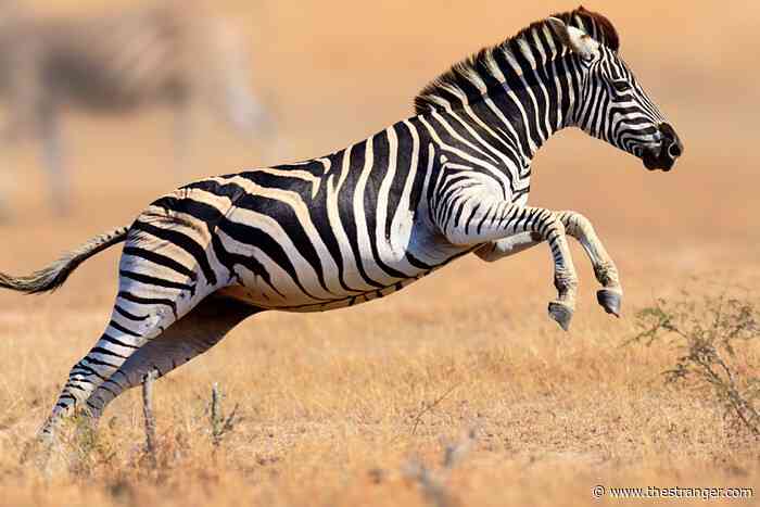 Slog AM: Second Boeing Whistleblower Dies, Zebra Still at Large in North Bend, Paris Cleans Up River Seine for Swimming