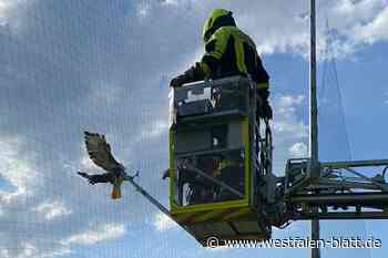 Feuerwehr Enger befreit Bussard aus Ballfangnetz