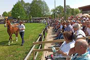 Wo Vollblutaraber auf  Dinos treffen