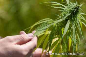 So viel kostet das Marihuana beim Cannabis Social Club in Bünde