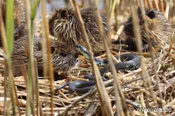 Diese Schlangen kommen in Münsters Natur vor