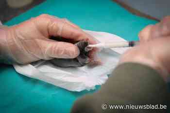 Piekseizoen Natuurhulpcentrum schiet later uit startblokken door … nat weer