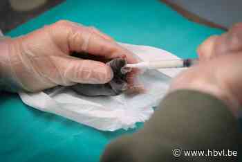 Piekseizoen Natuurhulpcentrum schiet later uit startblokken door … nat weer