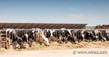 No One Knows How Far Bird Flu Has Spread