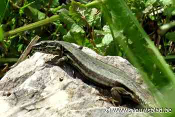 Muurhagedissen rukken op in Limburg
