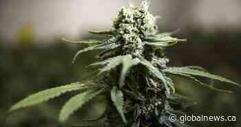 Saskatoon cannabis user says zero-tolerance law for drivers goes too far