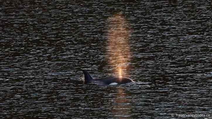 Fisheries Department warns boaters against disturbing orphan B.C. killer whale calf