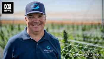 A citrus grower looking to diversify found a similar crop to grow — cannabis