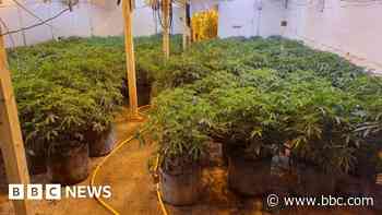 Police find more than 300 cannabis plants