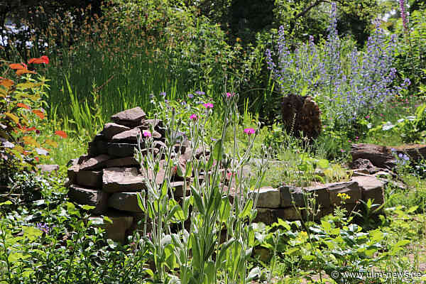 Mähfreier Mai: Mehr Natur im Garten