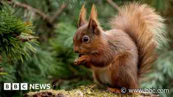 Squirrels may have given medieval Britons leprosy